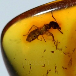 Ámbar con insectos  - Litos