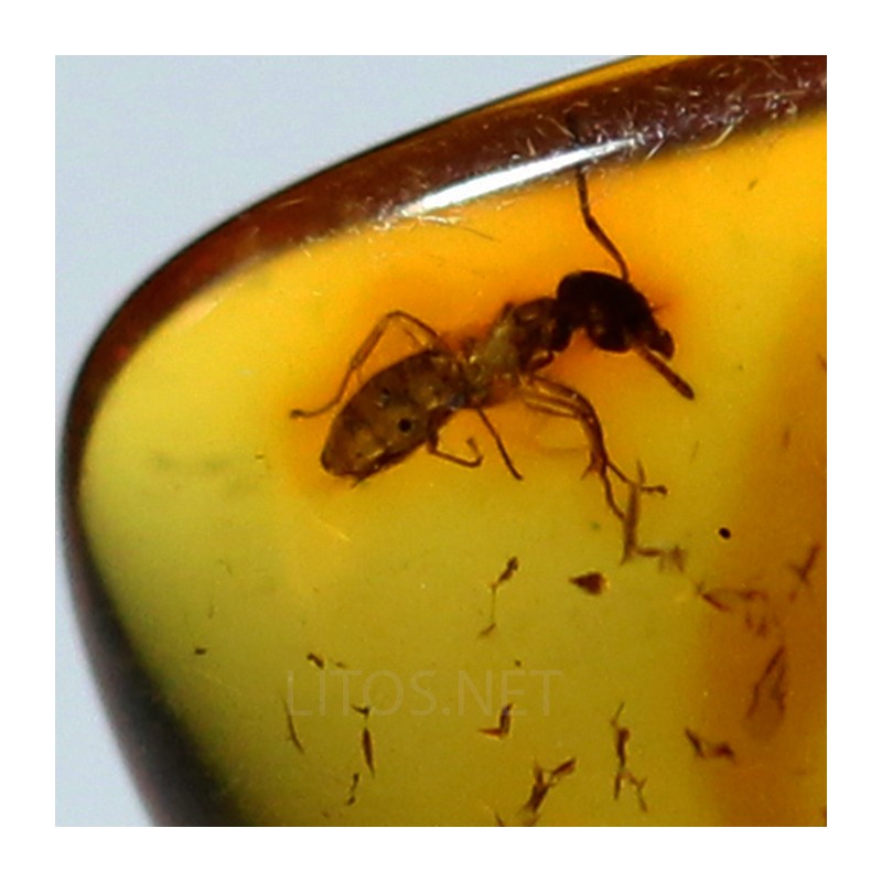 Ámbar con insectos  - Litos