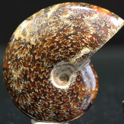 Ammonite fosil cleoniceras