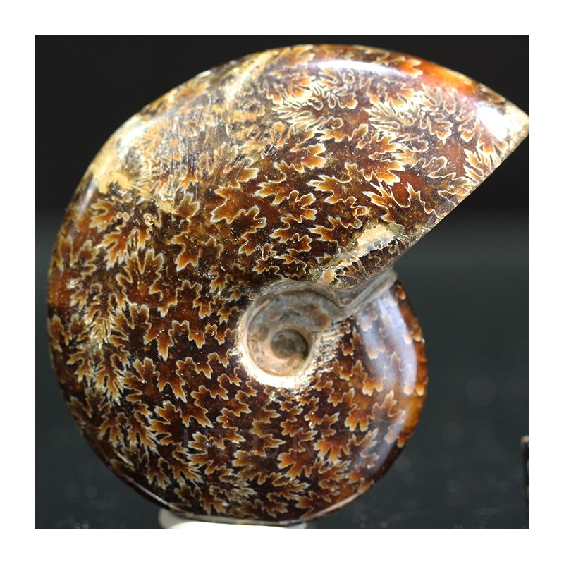 Ammonite fosil cleoniceras