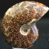 Ammonite fosil cleoniceras