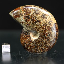 Ammonite fosil cleoniceras