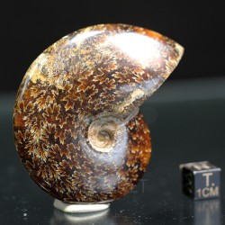 Ammonite fosil cleoniceras