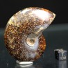 Ammonite fosil cleoniceras