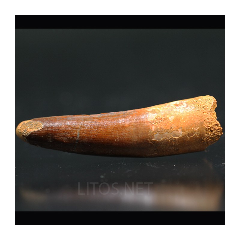 Spinosaurus aegyptiacus diente fosil