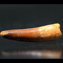 Spinosaurus aegyptiacus diente fosil