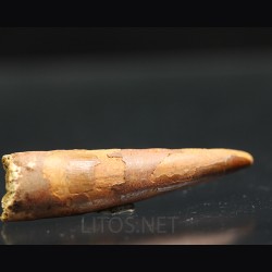 Spinosaurus aegyptiacus diente fosil