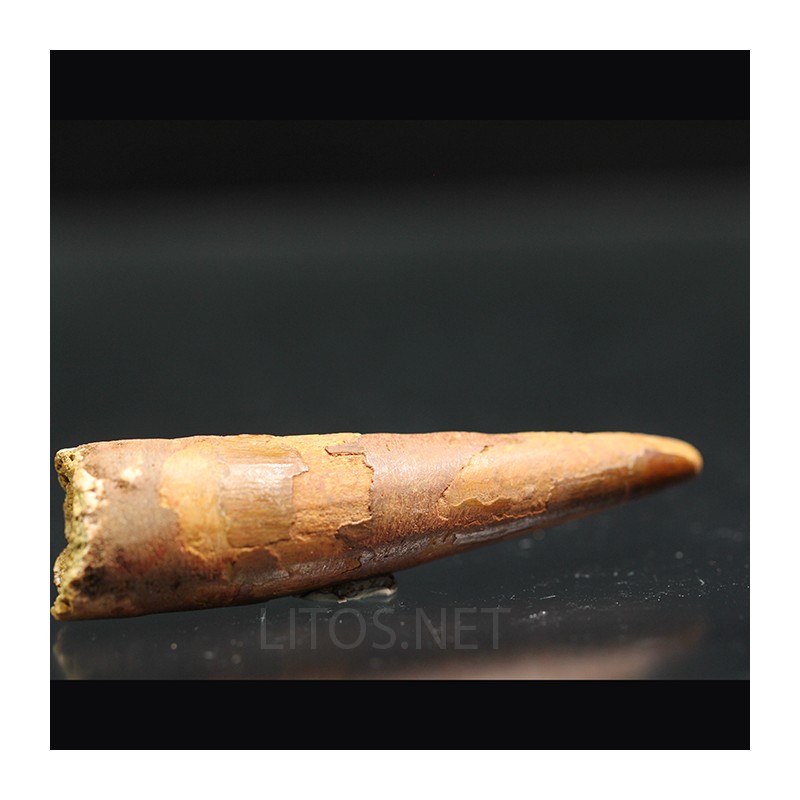 Spinosaurus aegyptiacus diente fosil