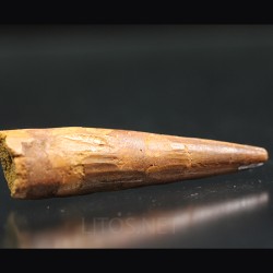 Spinosaurus aegyptiacus diente fosil