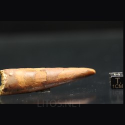 Spinosaurus aegyptiacus diente fosil