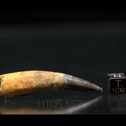 Spinosaurus aegyptiacus diente fosil