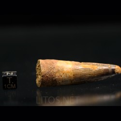 Spinosaurus aegyptiacus diente fosil