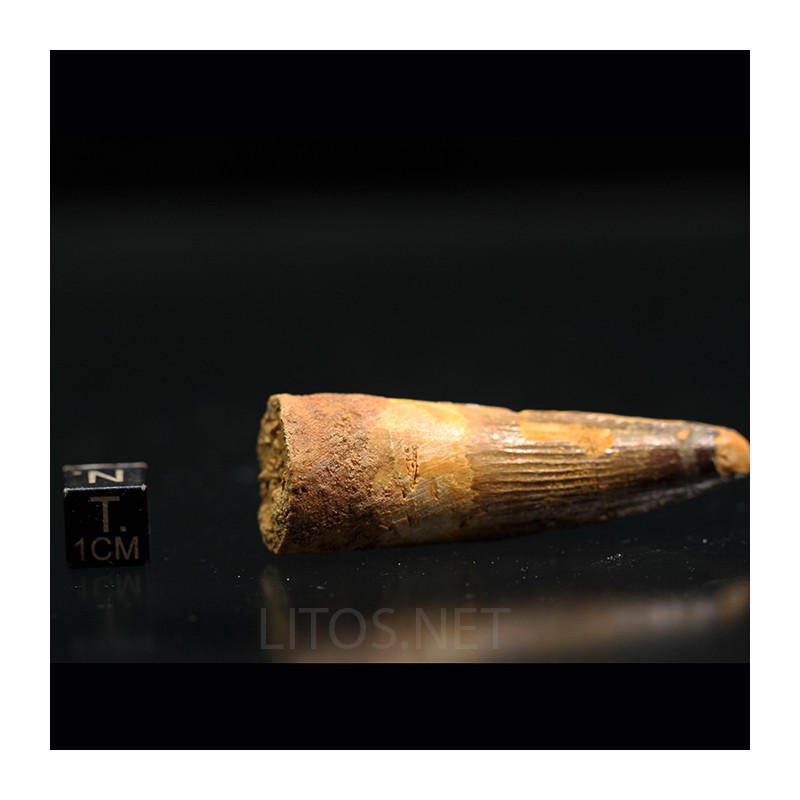 Spinosaurus aegyptiacus diente fosil