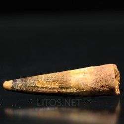 Spinosaurus aegyptiacus diente fosil