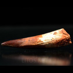 Spinosaurus aegyptiacus diente fosil