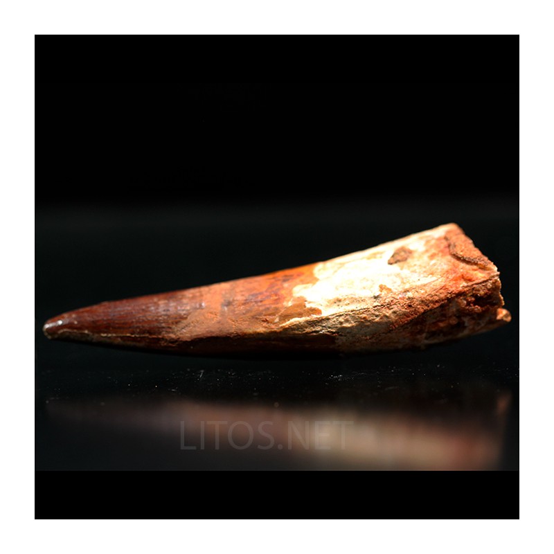 Spinosaurus aegyptiacus diente fosil