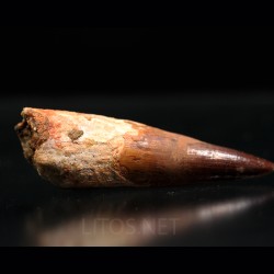 Spinosaurus aegyptiacus diente fosil