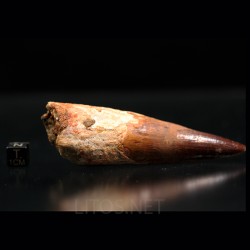 Spinosaurus aegyptiacus diente fosil