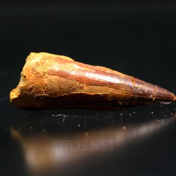 Spinosaurus aegyptiacus diente fosil