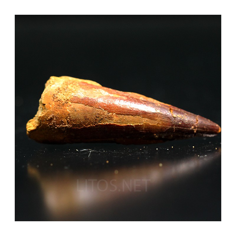 Spinosaurus aegyptiacus diente fosil