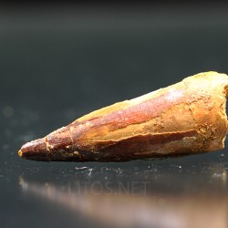 Spinosaurus aegyptiacus diente fosil