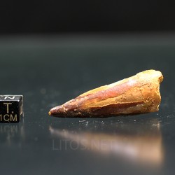 Spinosaurus aegyptiacus diente fosil