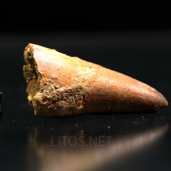 Spinosaurus aegyptiacus diente fosil