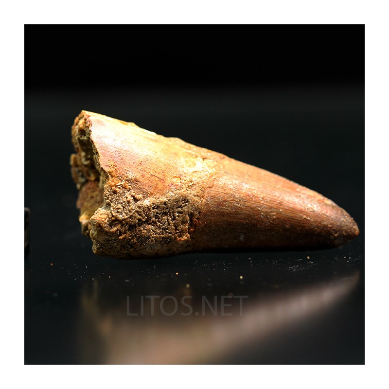 Spinosaurus aegyptiacus diente fosil