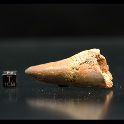 Spinosaurus aegyptiacus diente fosil