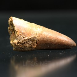 Spinosaurus aegyptiacus diente fosil