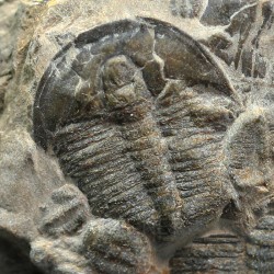 Trilobites Bolaspidella housensis