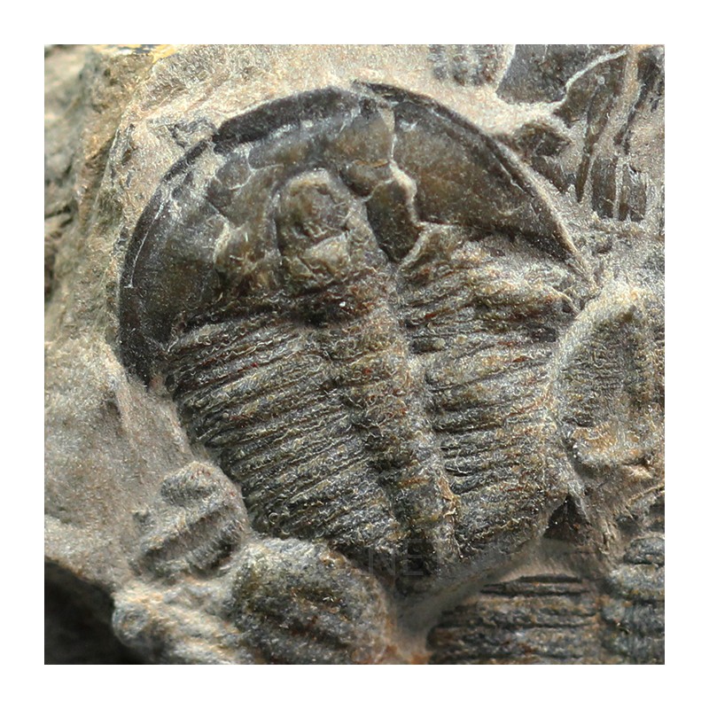 Trilobites Bolaspidella housensis