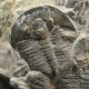 Trilobites Bolaspidella housensis