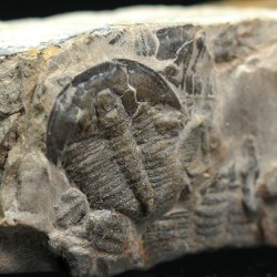 Trilobites Bolaspidella housensis