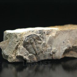 Trilobites Bolaspidella housensis