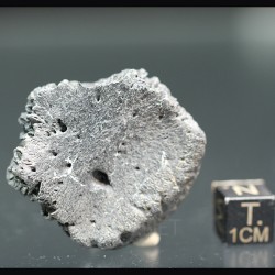 Glyptotherium floridanum