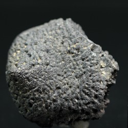 Glyptotherium floridanum