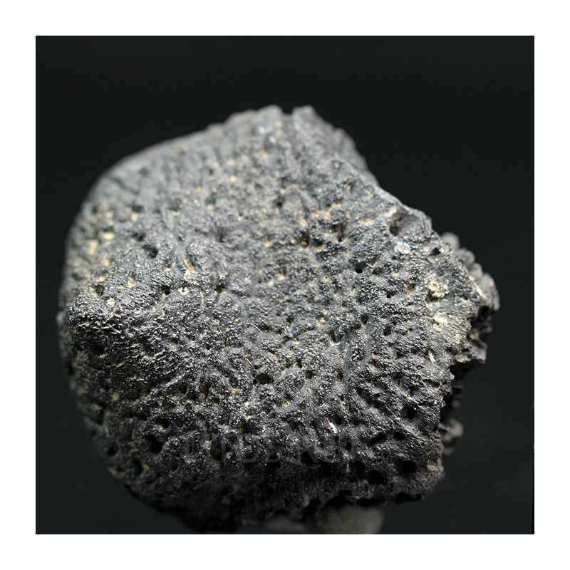 Glyptotherium floridanum