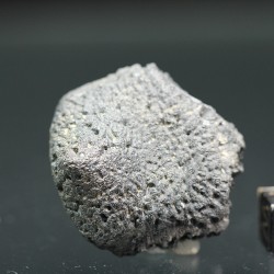 Glyptotherium floridanum