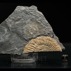 Dactylioceras semicelatum