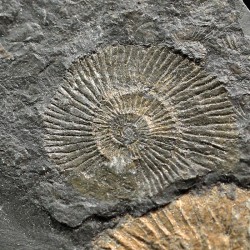 Dactylioceras semicelatum