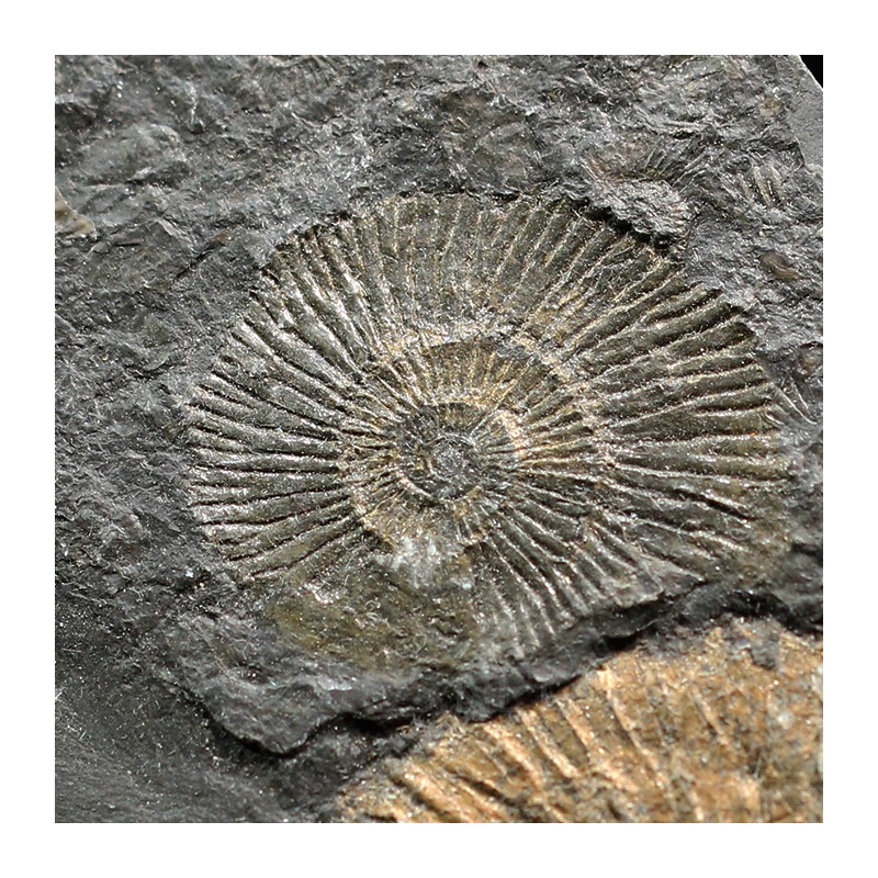 Dactylioceras semicelatum