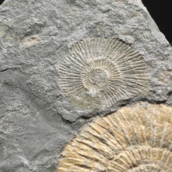 Dactylioceras semicelatum