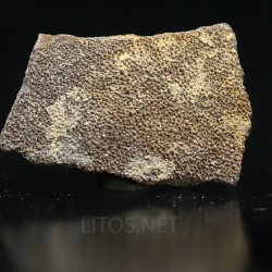 Cáscara de huevo de dinosaurio