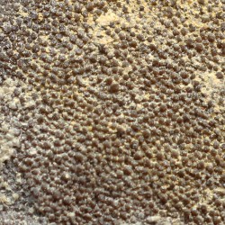 Cáscara de huevo de dinosaurio