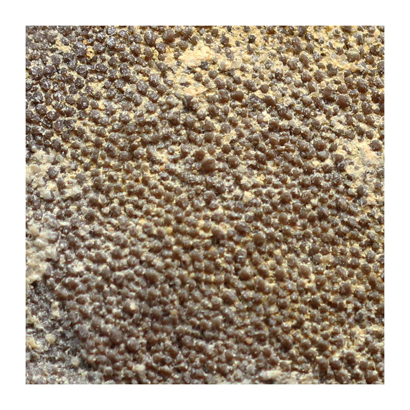 Cáscara de huevo de dinosaurio