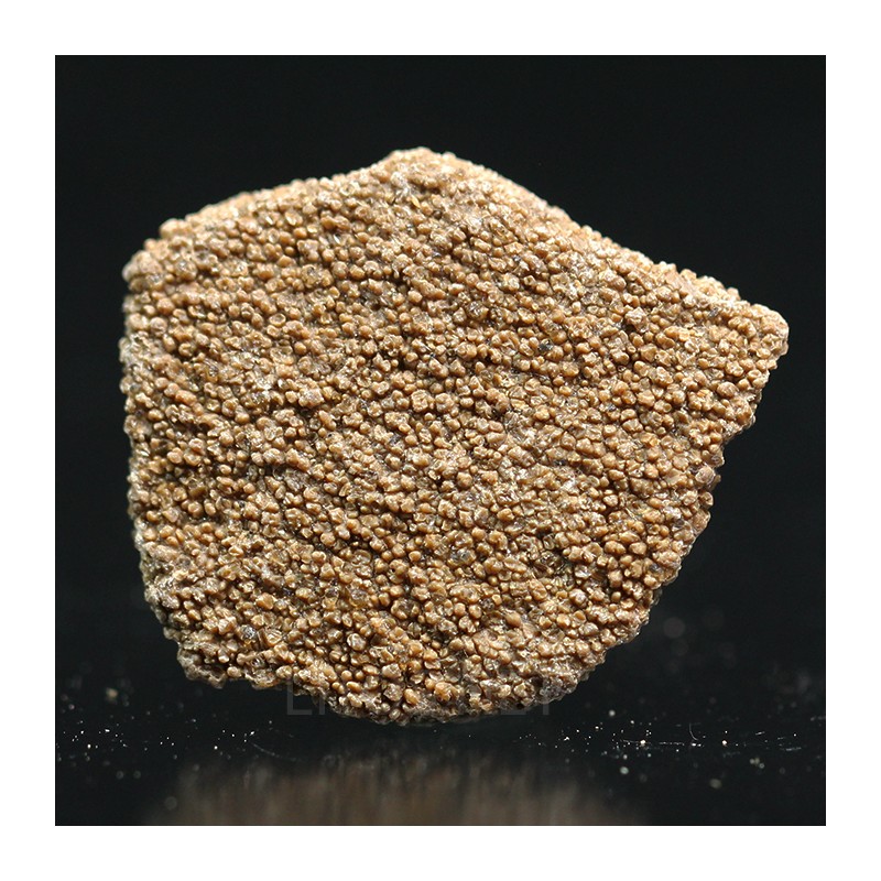 Cáscara de huevo de dinosaurio