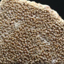 Cáscara de huevo de dinosaurio