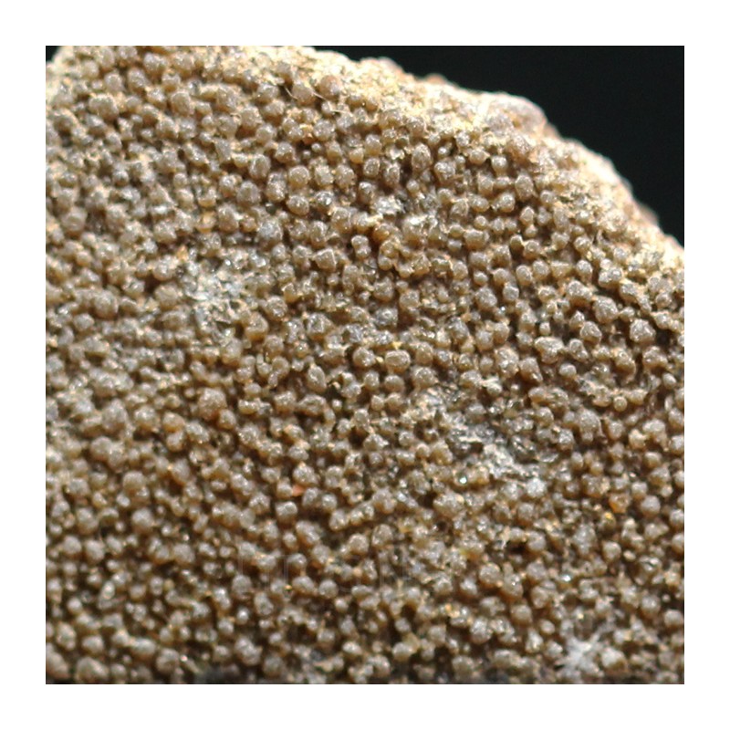 Cáscara de huevo de dinosaurio