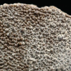 Cáscara de huevo de dinosaurio